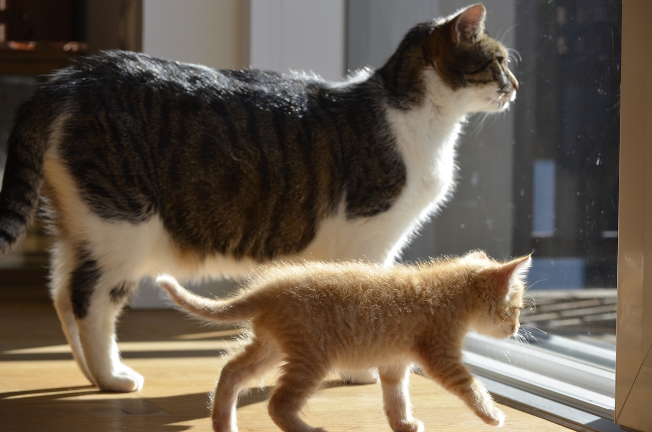 a couple of cats standing on top of a wooden floor, by Linda Sutton, flickr, photograph credit: ap, the cat is walking, motherly, near a window window