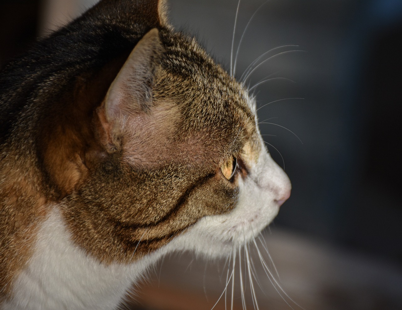 a close up of a cat with a blurry background, a picture, by Linda Sutton, pixabay, close - up profile face, low angle photograph, with a white nose, profile view perspective