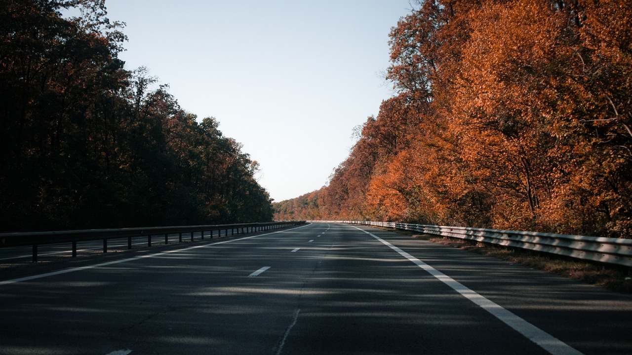a street lined with lots of trees next to a forest, a picture, postminimalism, highway, orange tones, 8k 50mm iso 10, terracotta