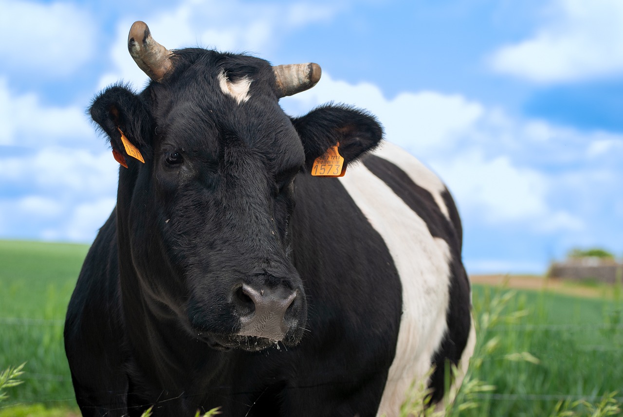 a black and white cow standing in a field, a portrait, shutterstock, with black horns instead of ears, high res photo