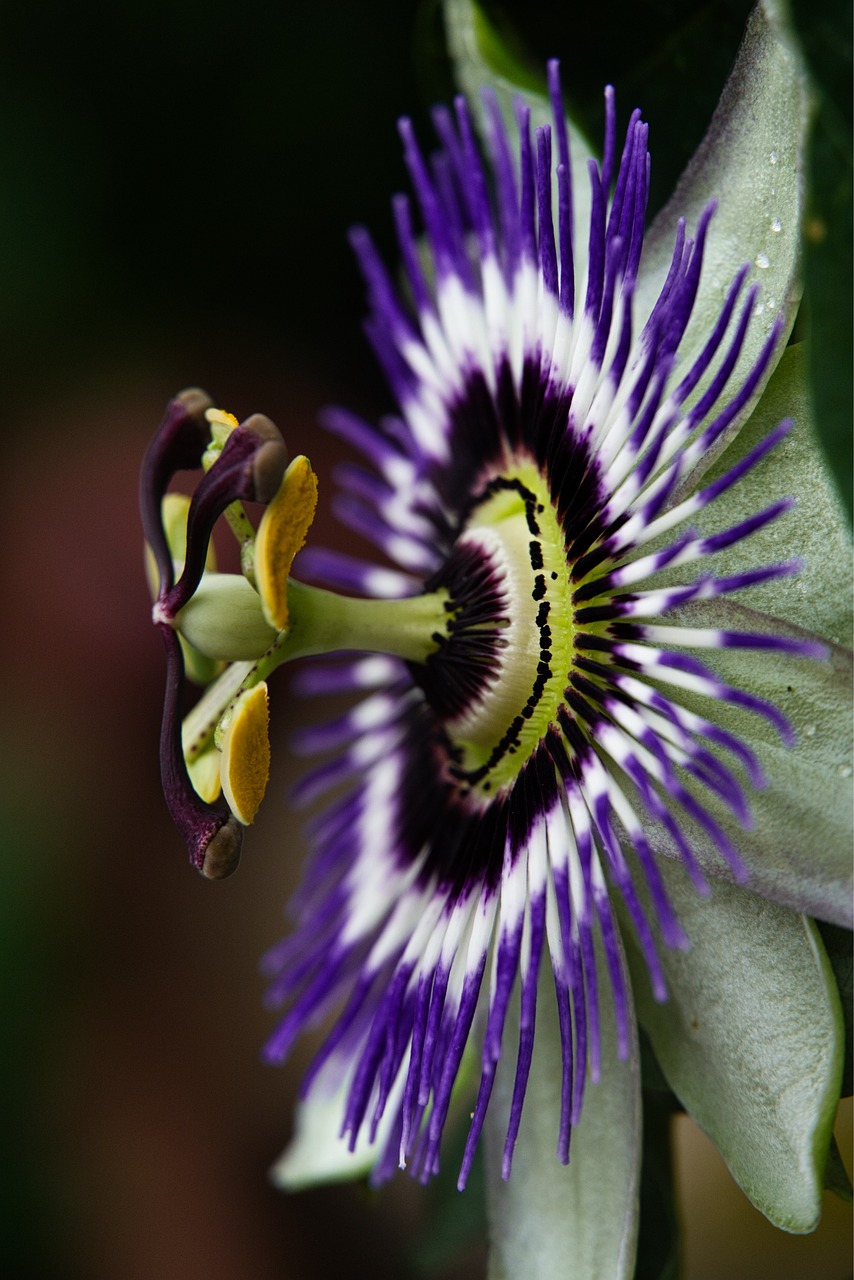 a close up of a purple and white flower, by Robert Brackman, flickr, hurufiyya, passion fruits, detailed wide shot, kiss, powerful detail