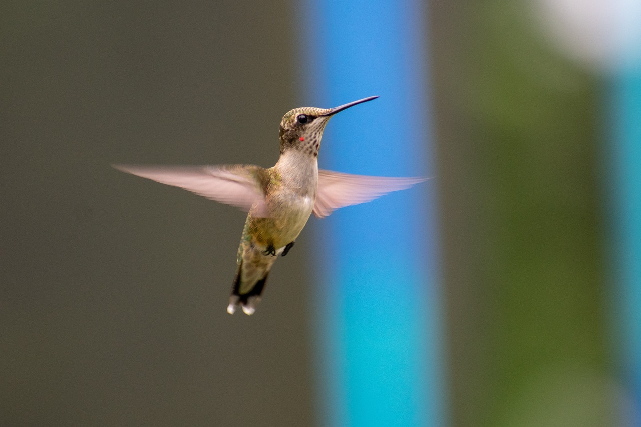 a bird that is flying in the air, a picture, by Jan Rustem, from wheaton illinois, with long thin antennae, hummingbird, looking straight forward