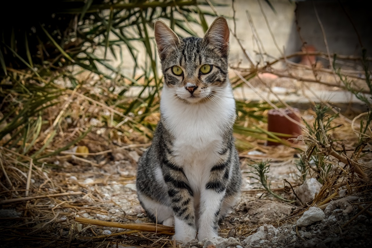 a cat that is sitting in the dirt, a portrait, by Niels Lergaard, trending on pixabay, renaissance, trimmed with a white stripe, posing for camera, handsome girl, here is one olive