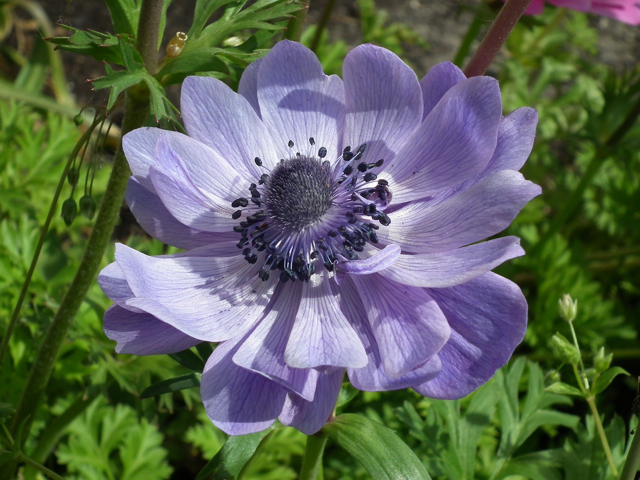 a close up of a purple flower in a field, by Hans Werner Schmidt, flickr, anemones, shades of blue and grey, picton blue, beautiful flower