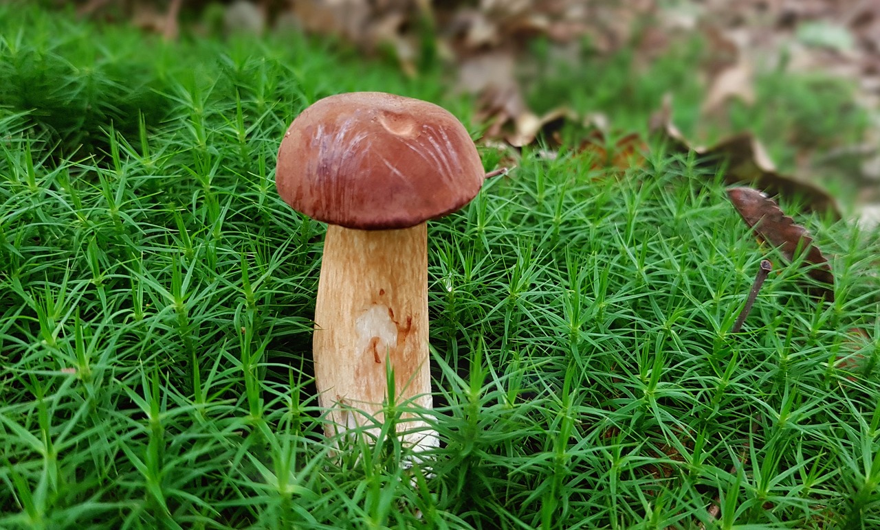 a mushroom sitting on top of a lush green field, a macro photograph, high detail product photo, with a wooden stuff, highly detailed product photo, brown:-2