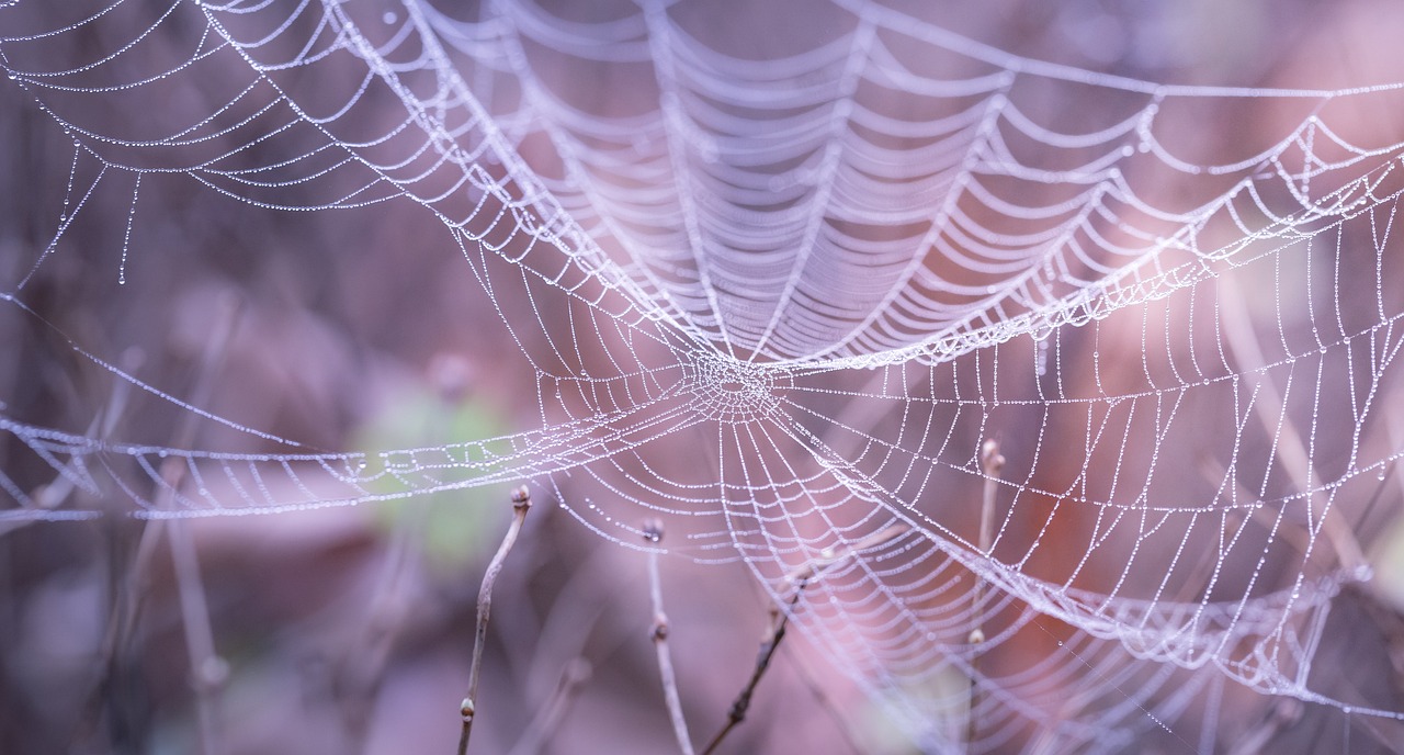 a spider web with water droplets on it, a macro photograph, shutterstock, light purple mist, mesh roots. closeup, subtle colors, tie-dye