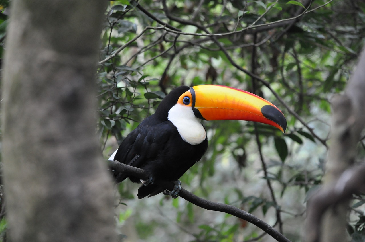 a colorful bird sitting on top of a tree branch, a portrait, flickr, 6 toucan beaks, black and orange, andes mountain forest, horn