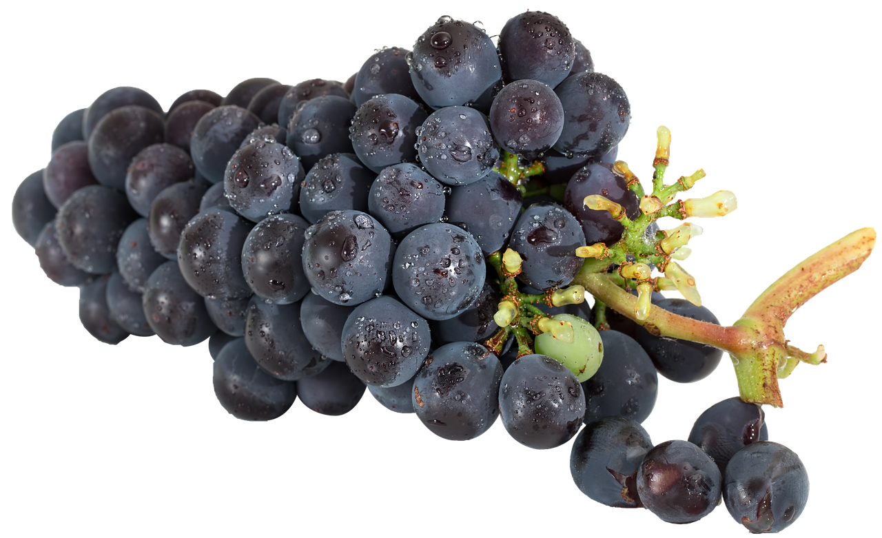 a close up of a bunch of grapes, a digital rendering, by Leonard Bahr, detailed droplets, high contrast 8k, clear detailed view, superb detail 8 k