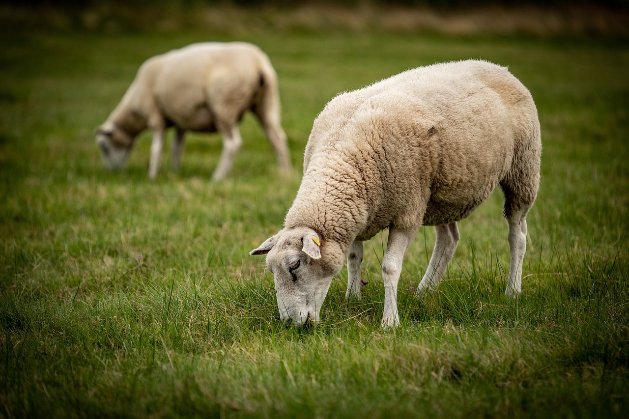 a couple of sheep standing on top of a lush green field, a stock photo, by Richard Carline, shutterstock, fine art, taken with sony alpha 9, eating, hiding in grass, in a row