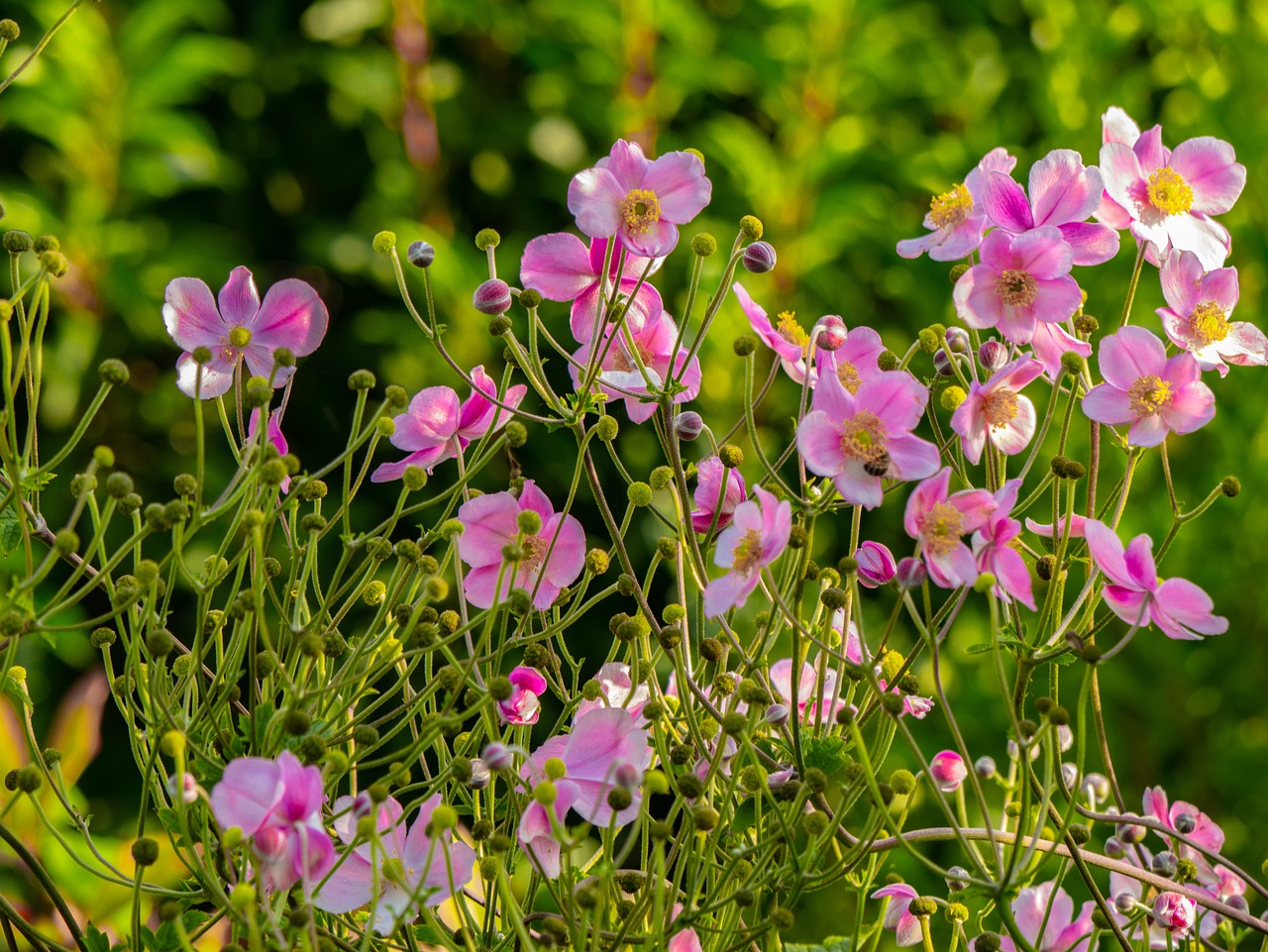 a bunch of pink flowers sitting on top of a lush green field, by Dietmar Damerau, anemones, flower garden summer morning, jasmine, closeup photo