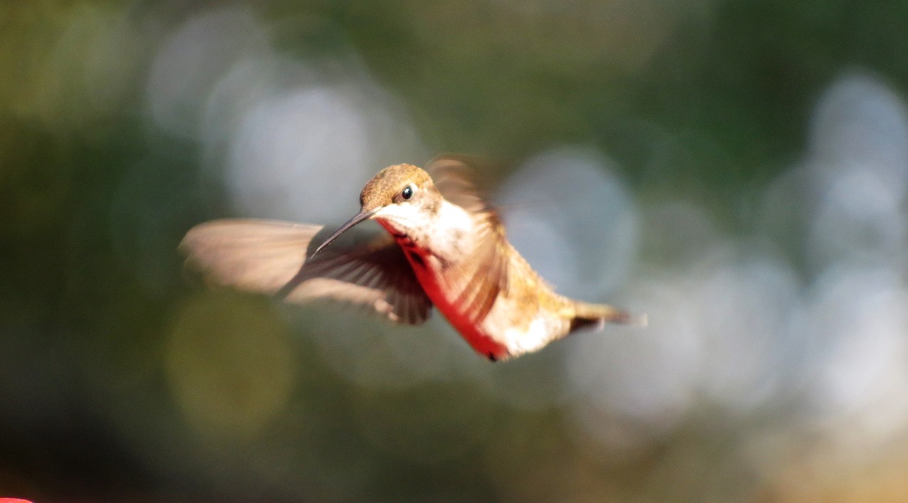 a bird that is flying in the air, a portrait, by David Budd, flickr, hummingbird, rim lit, img _ 9 7 5. raw, with laser-like focus