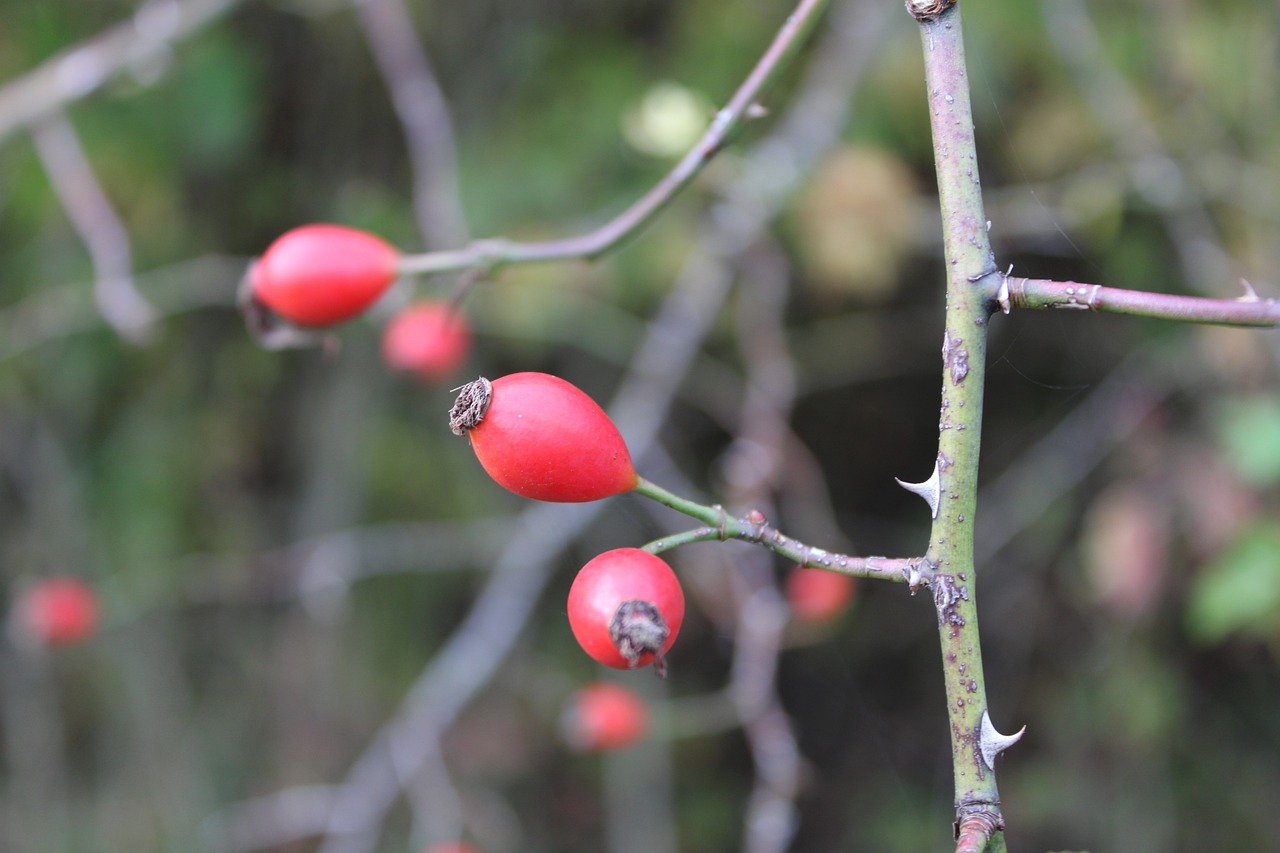 a close up of some red berries on a tree, a photo, by Georgina Hunt, thorns, natural point rose', istockphoto, goat