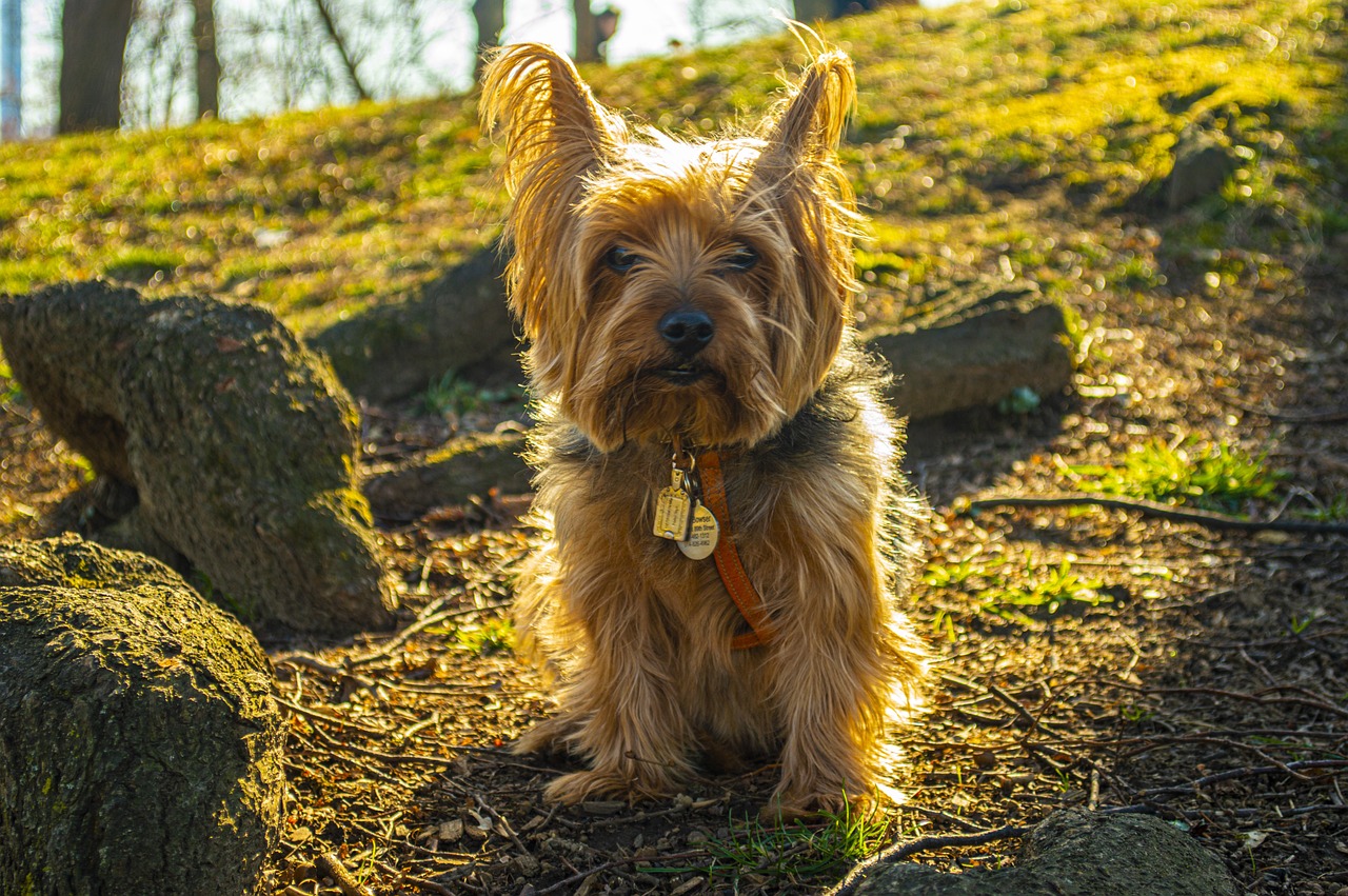 a dog that is sitting in the grass, a photo, by Niels Lergaard, pexels, renaissance, yorkshire terrier, sun is in the top, at the park, golden dappled lighting