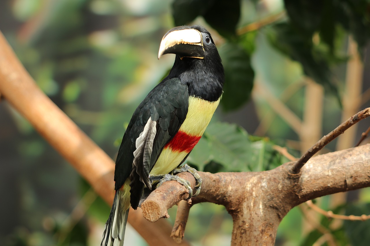 a colorful bird sitting on top of a tree branch, shutterstock, long thick shiny black beak, picture taken in zoo, camera photo