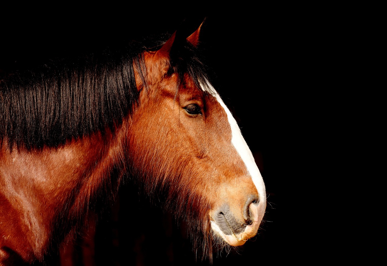 a close up of a horse with a black background, a portrait, shire, with a white nose, stern look, big brown fringe