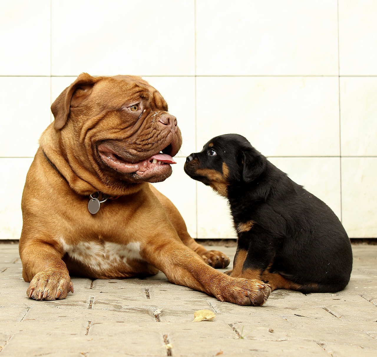 a dog and a puppy sitting next to each other, a photo, by Maksimilijan Vanka, shutterstock, rottweiler firefighter, wrinkly, square, feel of depth