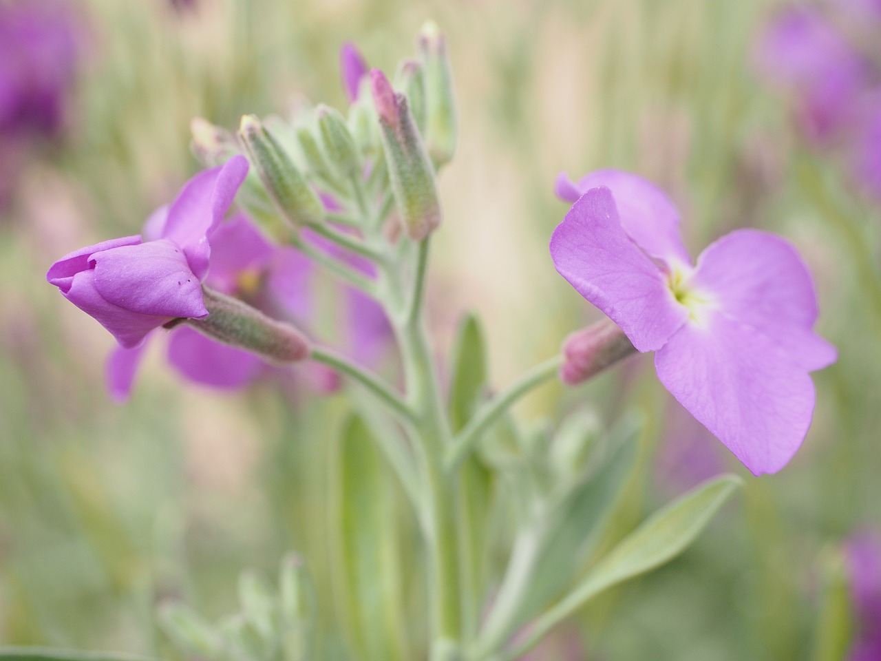 a close up of a purple flower in a field, flickr, romanticism, new mexico, flax, 4k high res, panorama