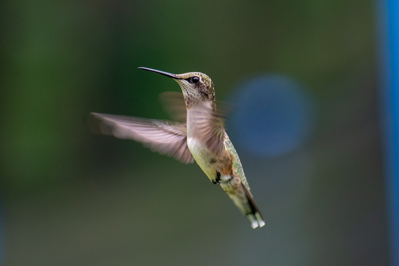 a bird that is flying in the air, a picture, by David Budd, hummingbirds, from wheaton illinois, looking to the right, immature