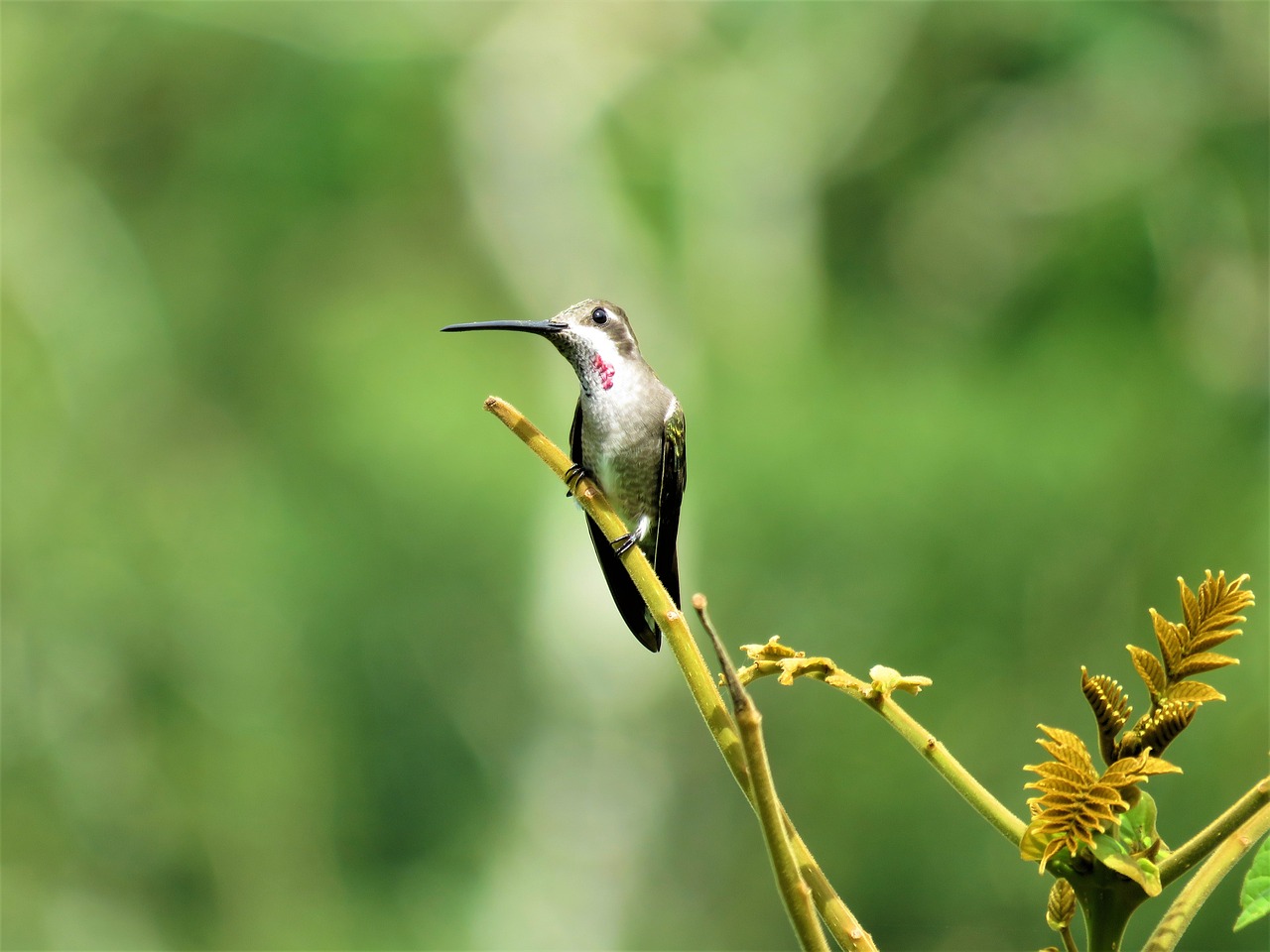a small bird sitting on top of a tree branch, arabesque, hummingbird, [ realistic photo ]!!, with a pointed chin, high res photo