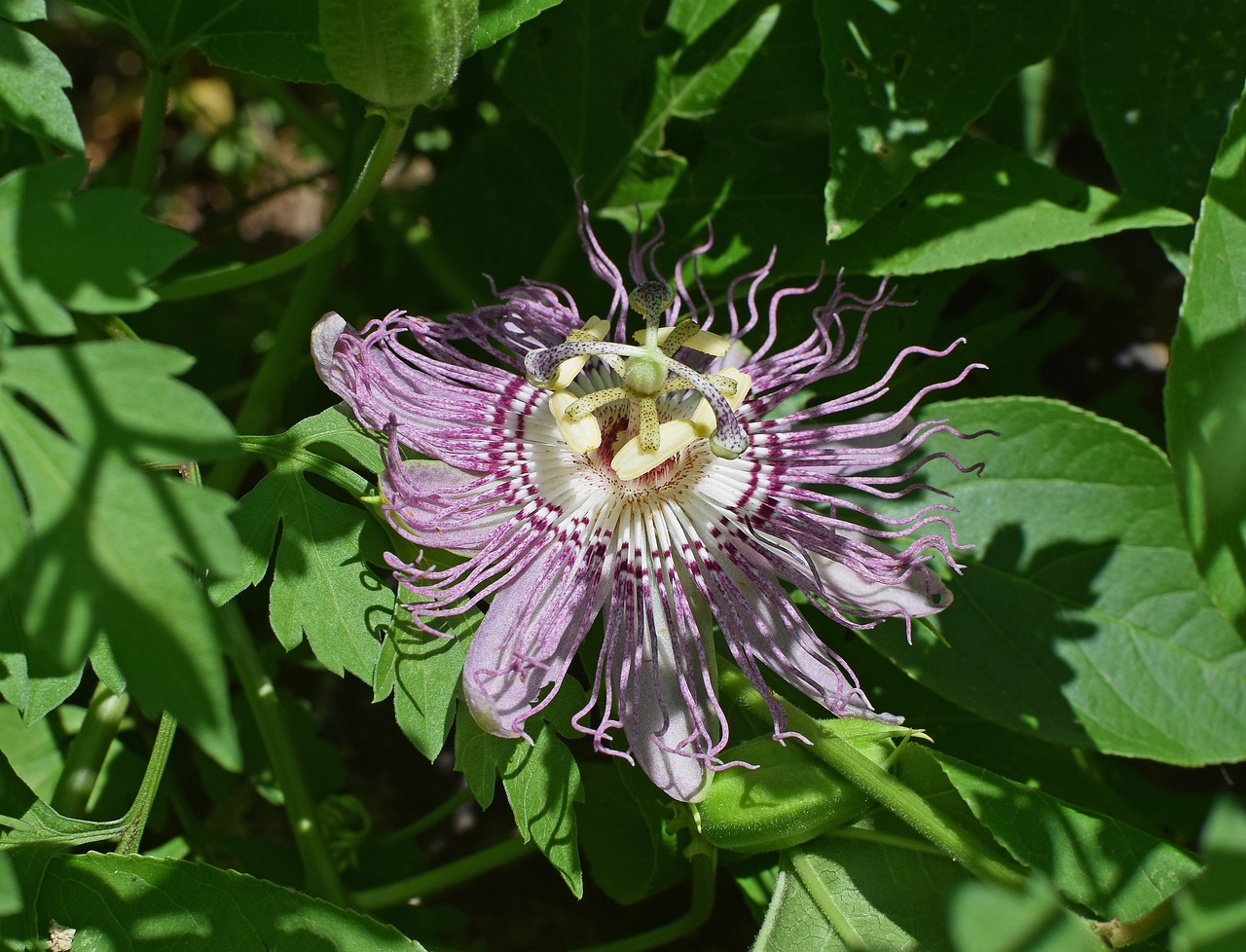 a close up of a flower on a plant, by Susan Heidi, hurufiyya, passion flower, (bee), shaded, various posed