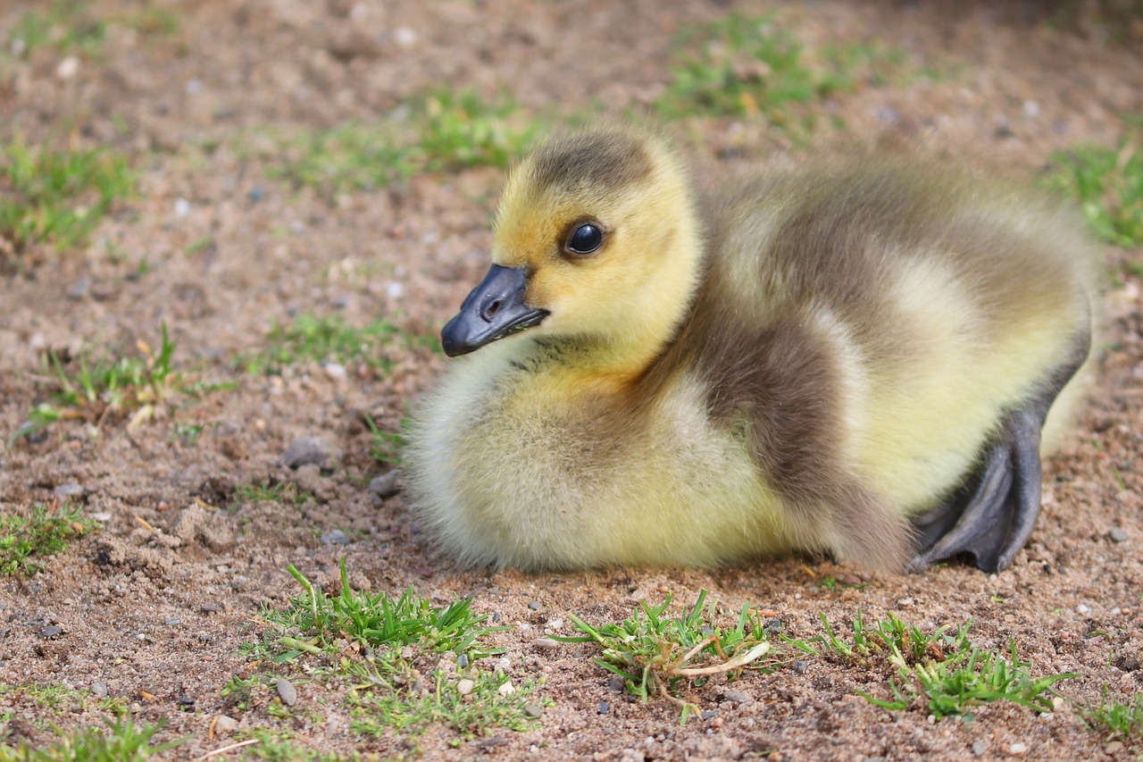 a duck that is laying down in the dirt, ryan gosling fused with a goose, cute round slanted eyes, a handsome, maternal