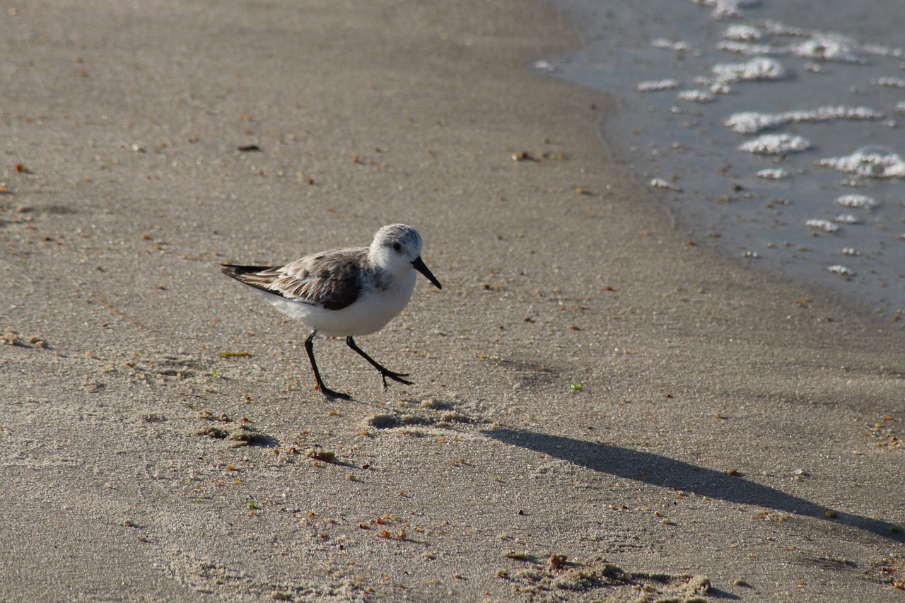 a small bird standing on top of a sandy beach, a photo, arabesque, he has a 5 o'clock shadow, high res photo, fluffly!!!, walking to the right