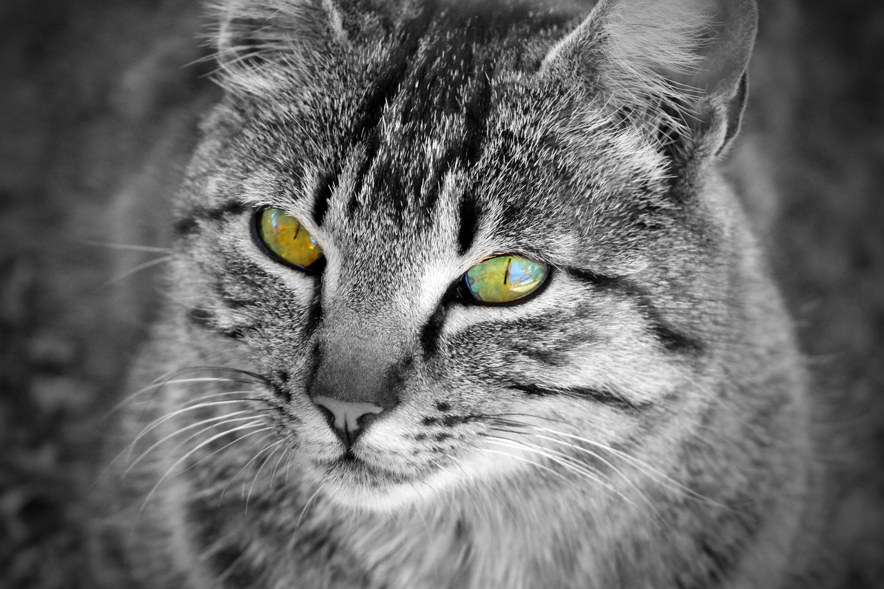 a black and white photo of a cat with green eyes, a photo, by Mirko Rački, pexels, yellow infrared, !!! colored photography, metal and glowing eyes, black and yellow colors