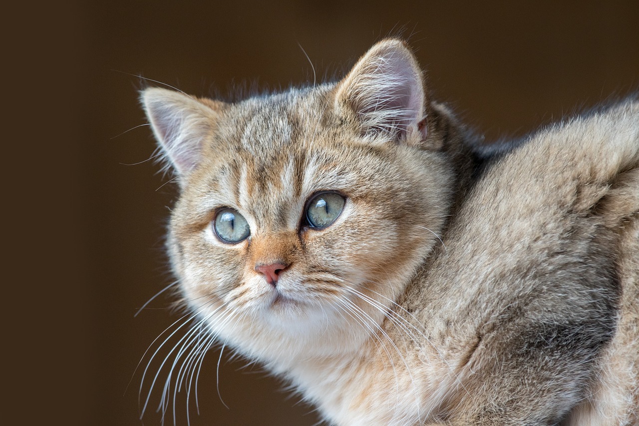 a close up of a cat with blue eyes, by Etienne Delessert, shutterstock, mingei, sand cat, scottish fold, close - up profile, frightened look