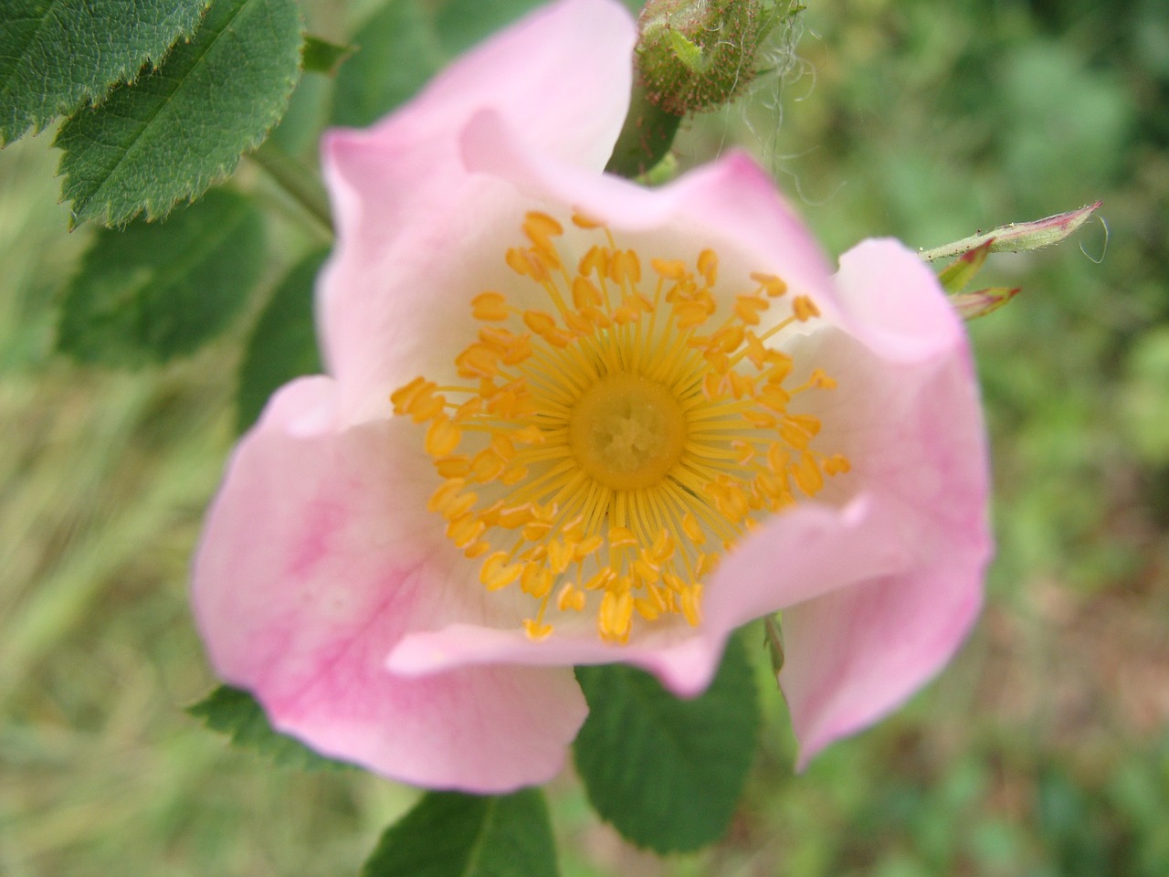 a close up of a pink flower with green leaves, by Susan Heidi, flickr, romanticism, rose-brambles, pink and yellow, poppy, taken on a field view camera