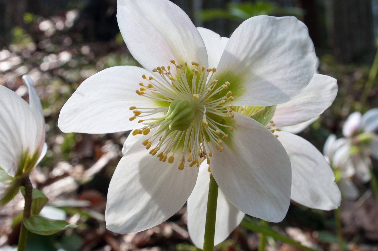 a close up of a white flower in a field, by Jim Nelson, flickr, hurufiyya, anemones, pale green glow, winter sun, clematis like stars in the sky