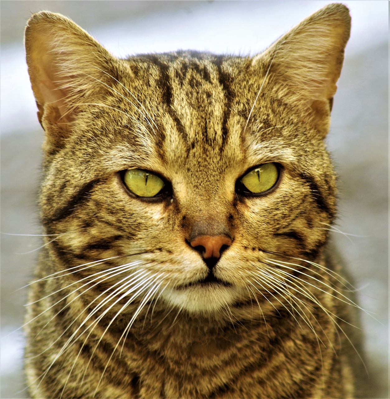a close up of a cat with green eyes, by Robert Brackman, flickr, sigma 85/1.2 portrait, his eyes glowing yellow, proud serious expression, full body close-up shot