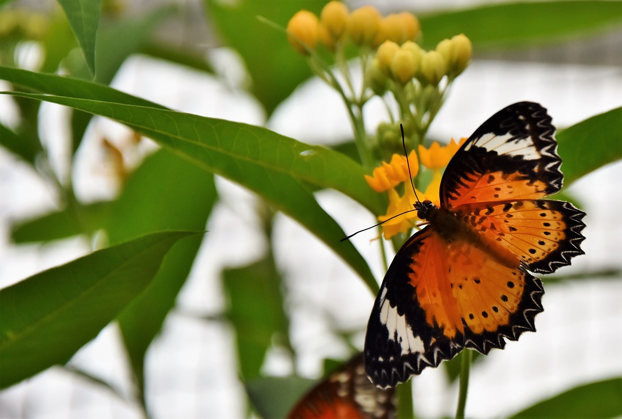 a close up of a butterfly on a flower, flickr, sumatraism, banner, orange and white, biodome, butterflies in the foreground