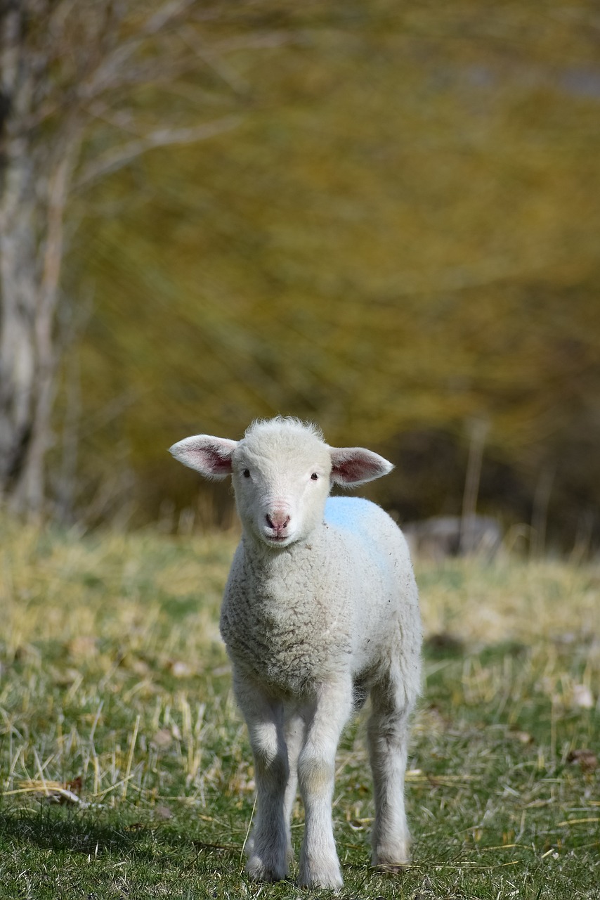a baby sheep standing on top of a lush green field, shutterstock, fine art, high quality product image”