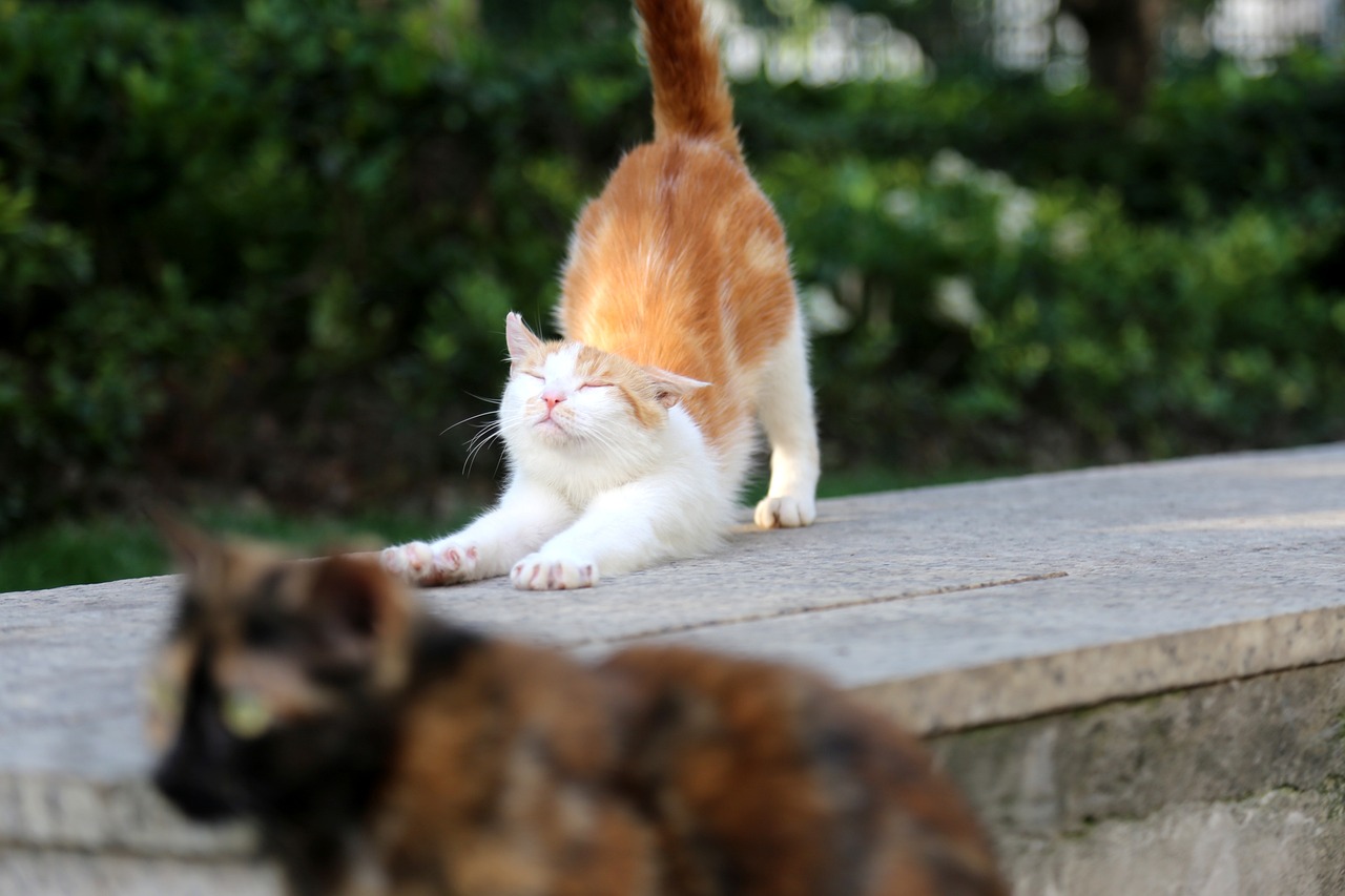 a couple of cats standing on top of a cement wall, a picture, by Yi Jaegwan, shutterstock, bend over posture, shenzhen, slightly blurry, low angle photo