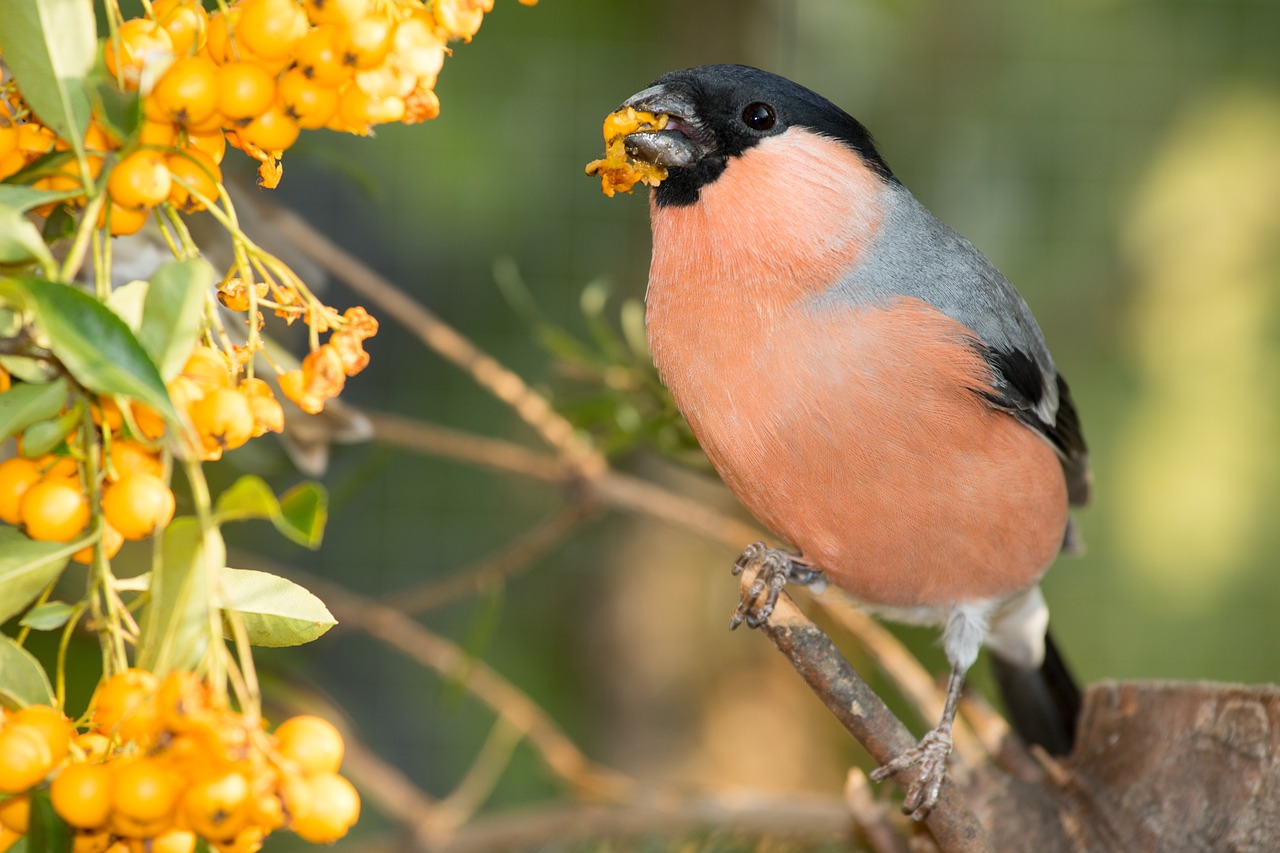 a small bird sitting on top of a tree branch, inspired by Melchior d'Hondecoeter, trending on pixabay, bauhaus, eating rotting fruit, in shades of peach, with soft bushes, full body close-up shot