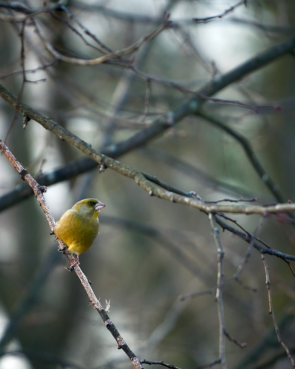 a small yellow bird perched on a tree branch, flickr, baroque, lone female, moss, closeup photo, focused photo