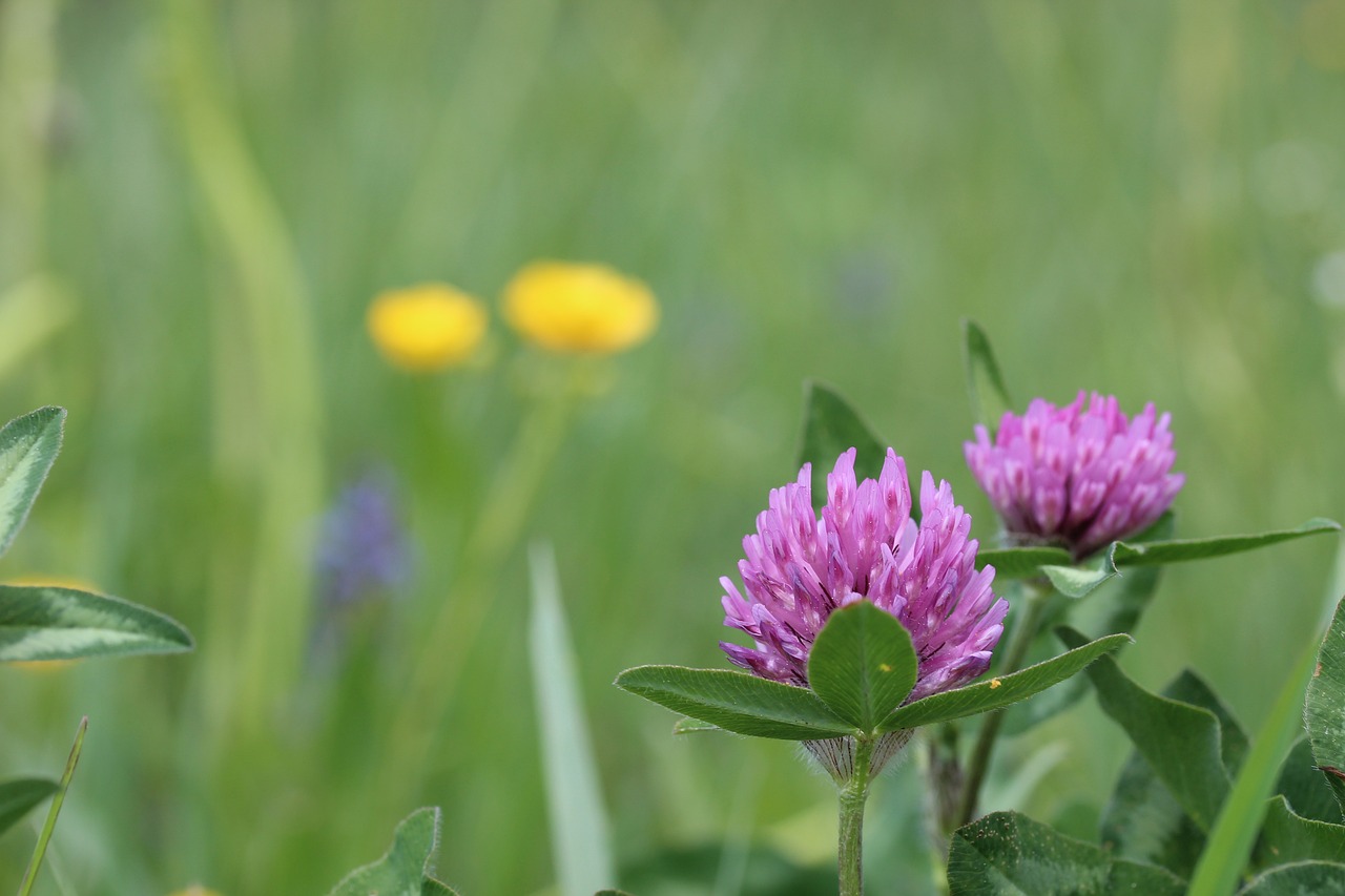 a couple of purple flowers sitting on top of a lush green field, by Stefan Gierowski, shutterstock, four leaf clover, pink yellow flowers, shallow depth of focus, mid shot photo