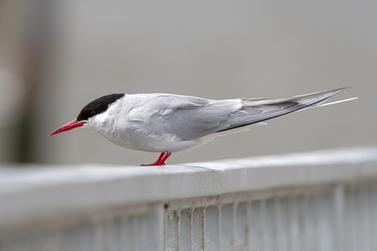 a close up of a bird on a fence, shutterstock, arabesque, silver white red details, on the concrete ground, very sharp photo