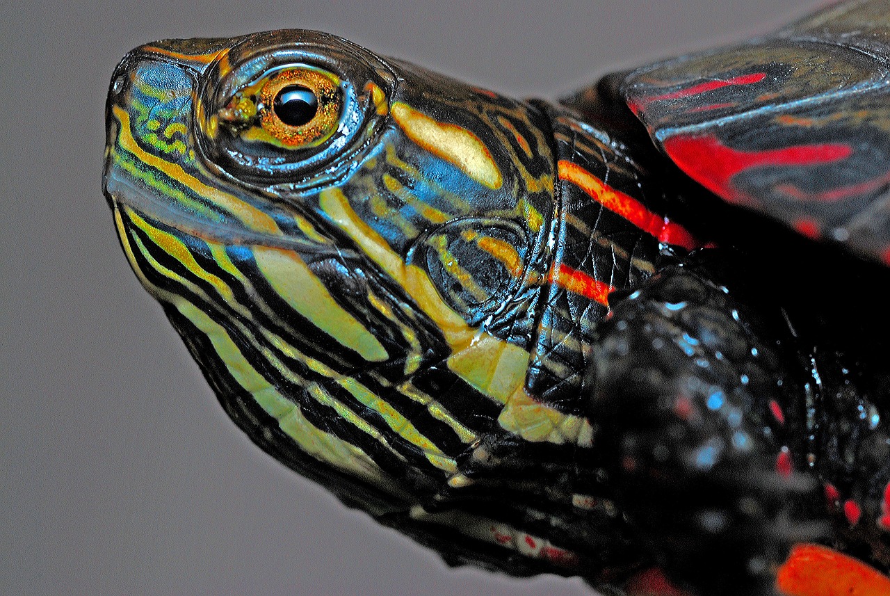 a close up of the face of a turtle, by Jan Rustem, pixabay, photorealism, detailed color scan”, young adult male, reptiles, multi - coloured