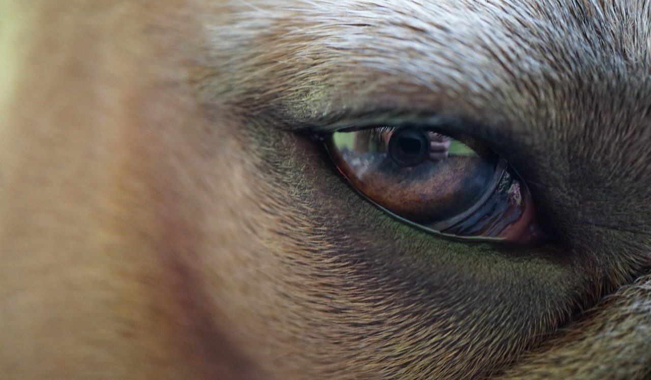 a close up of a horse's eye with a blurry background, a picture, by Jan Rustem, capybara, look me inside of my eyes, depth detail, goat