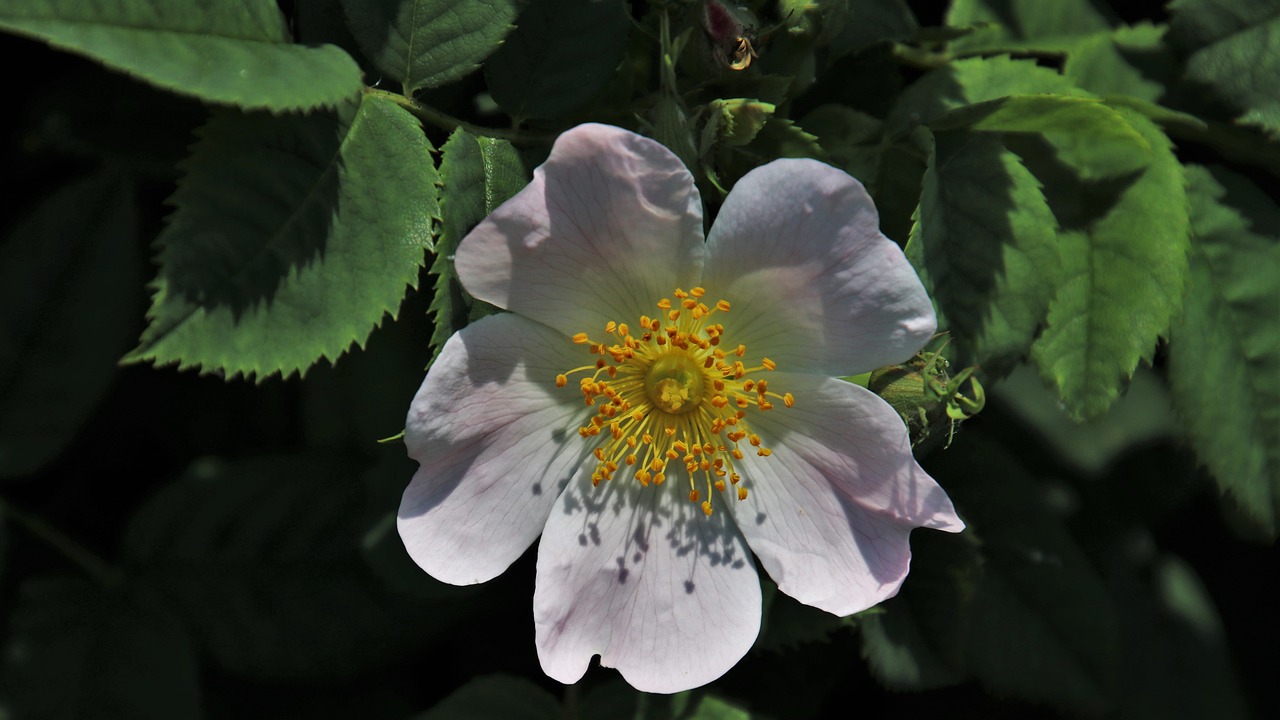 a close up of a flower with leaves in the background, by David Simpson, flickr, romanticism, melanchonic rose soft light, rose-brambles, delicate pale pink lips, with the sun shining on it