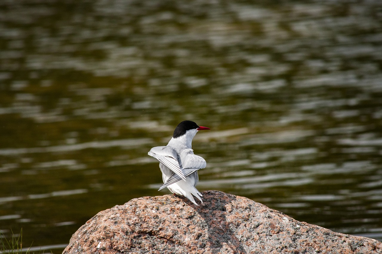 a bird sitting on top of a rock next to a body of water, arabesque, red eyed, full view with focus on subject, sleek white, powerful stance