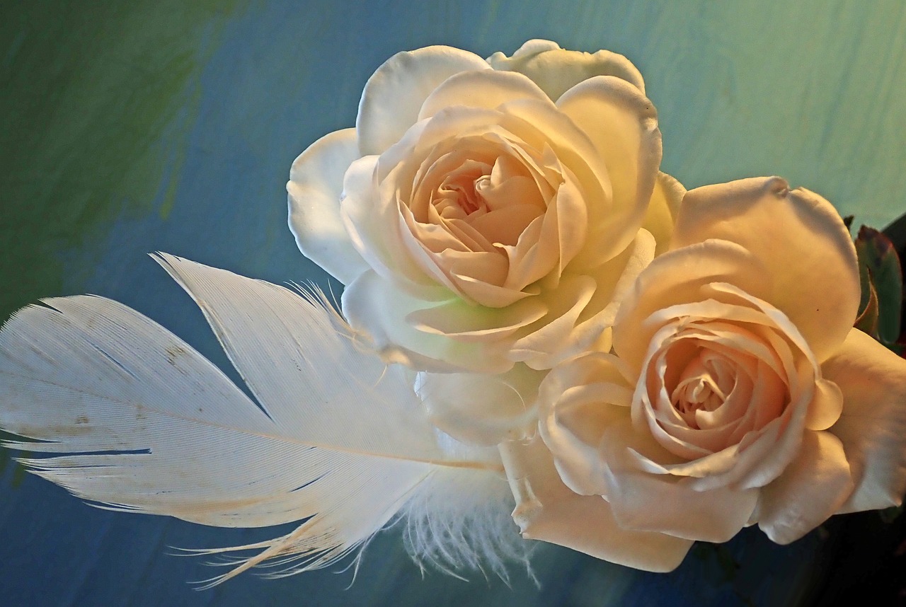 a close up of two white roses and a feather, a picture, by Marie Angel, pixabay contest winner, romanticism, beautiful composition 3 - d 4 k, large rose flower head, floating bouquets, desktop wallpaper