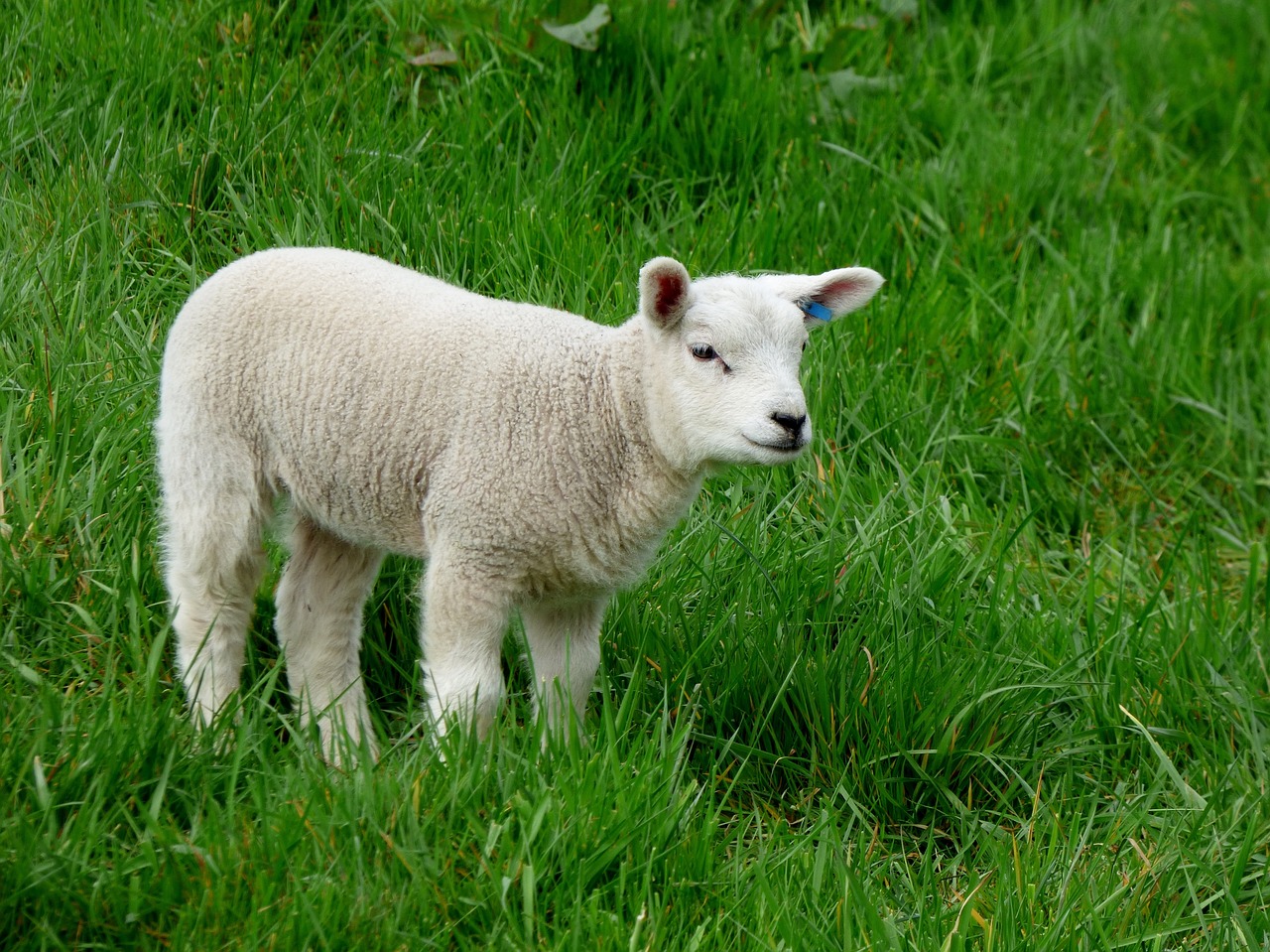 a white sheep standing on top of a lush green field, by Robert Brackman, pexels, renaissance, young and cute, human lamb hybrid, in a grassy field, photograph of april