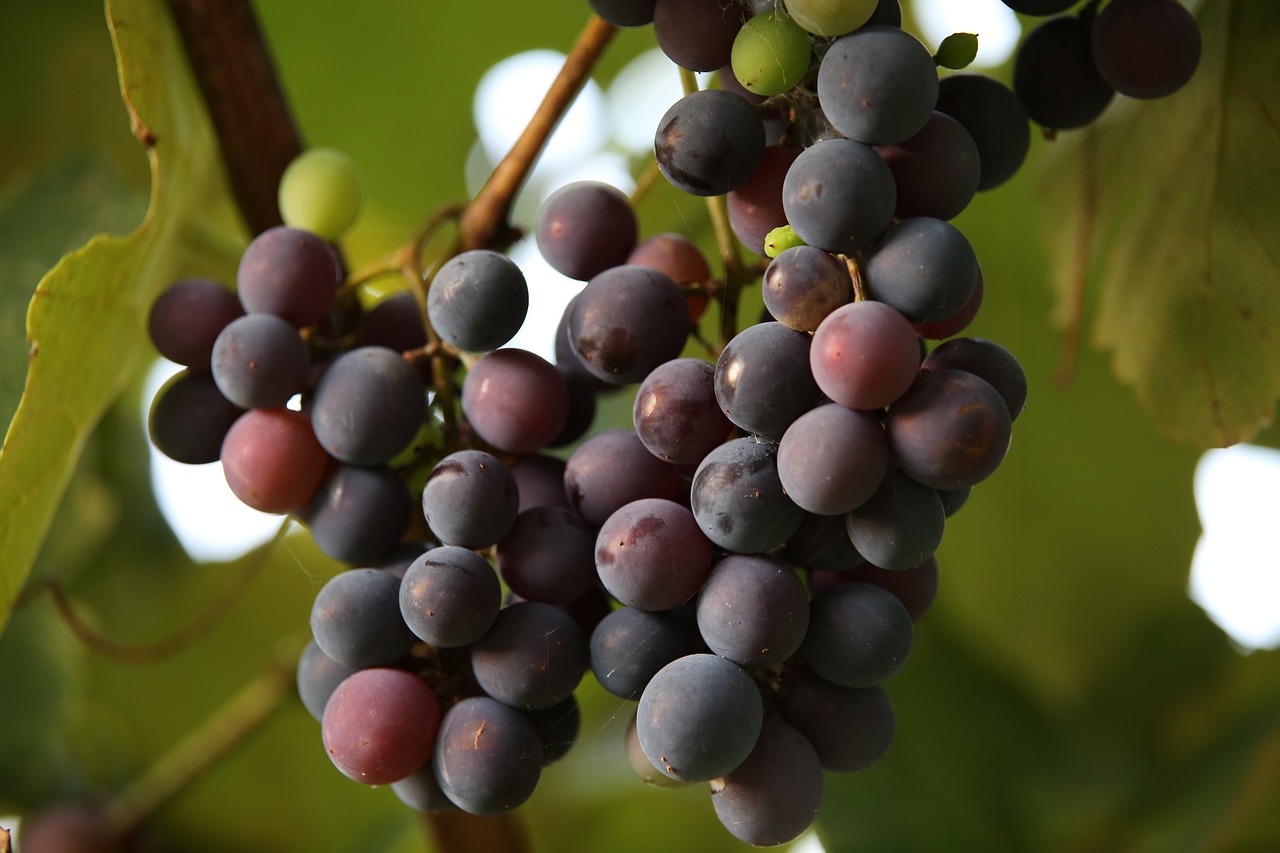a bunch of grapes hanging from a vine, a picture, up close image, closeup photo