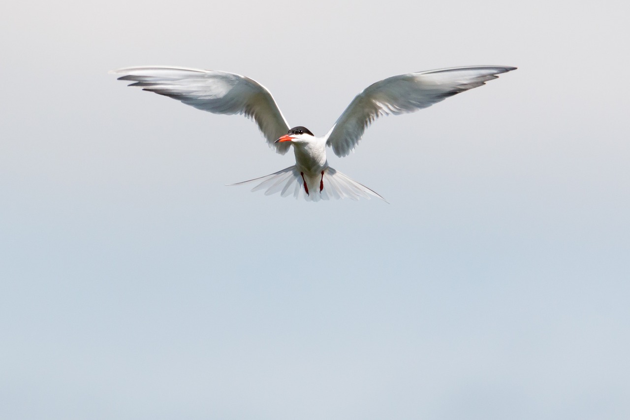 a bird that is flying in the sky, a portrait, by Juergen von Huendeberg, very wide wide shot, large white wings, smooth shank, portal 3