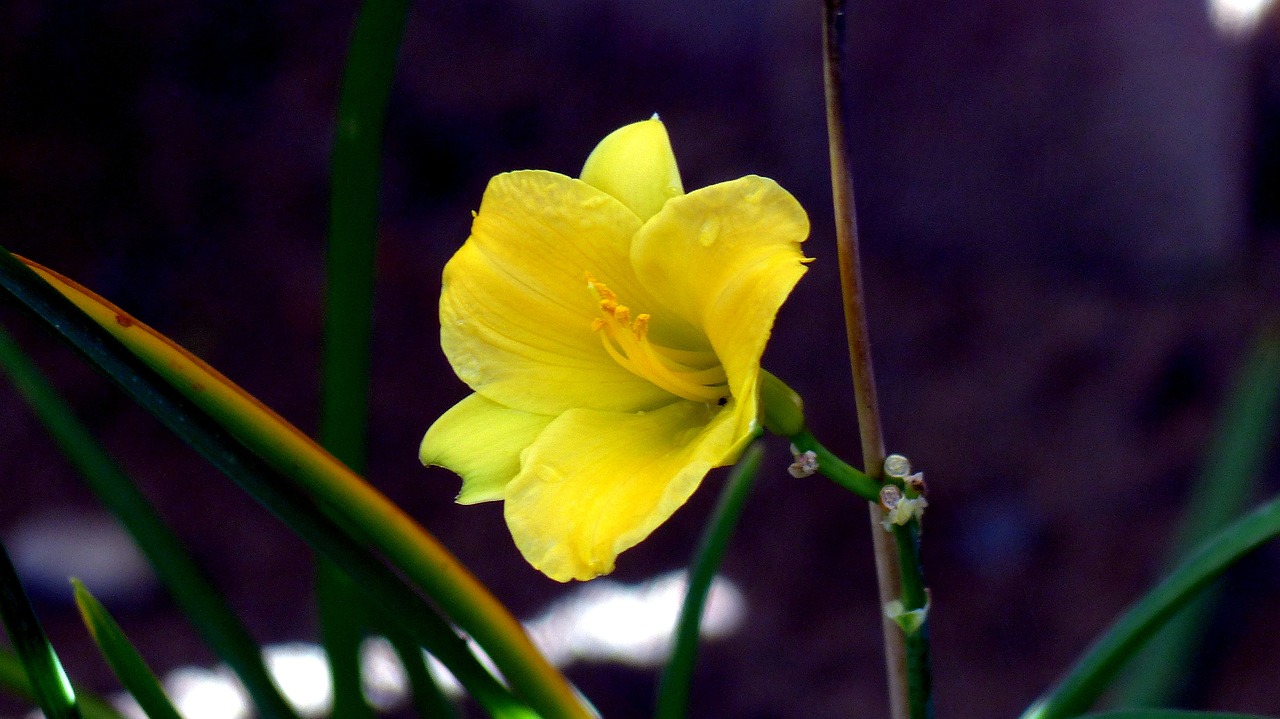 a close up of a yellow flower on a stem, by Linda Sutton, flickr, lilies and daffodils, beautiful flower, deep colour\'s, early morning