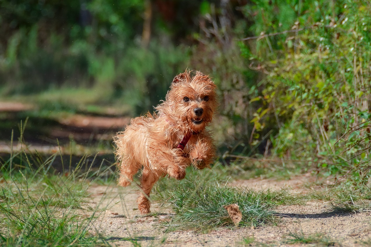 a dog running with a frisbee in its mouth, a picture, by Jan Tengnagel, pexels, renaissance, golden hair blowing the wind, flying mud, yorkshire terrier, red puppils