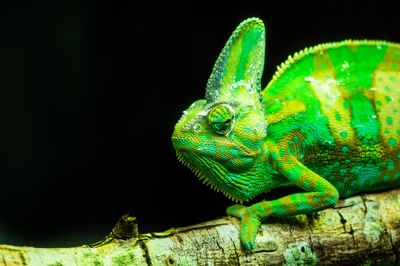 a green and yellow chamelon sitting on a branch, by Matthias Weischer, pexels contest winner, fluorescent skin, chameleon, colorful high contrast hd, head and shoulder shot