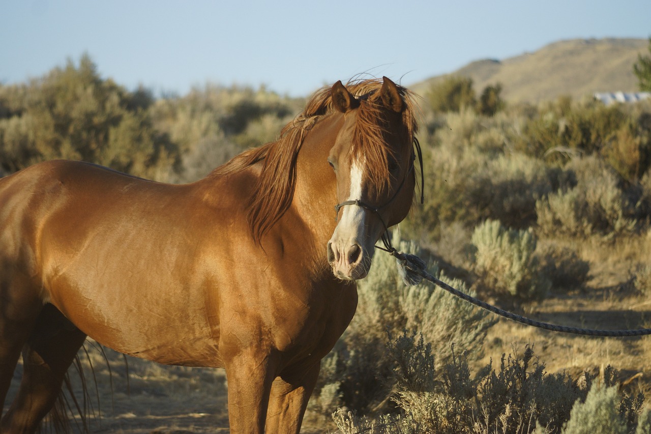 a brown horse standing on top of a grass covered field, a portrait, by Linda Sutton, shutterstock, in a dusty red desert, california;, mid shot photo, stock photo